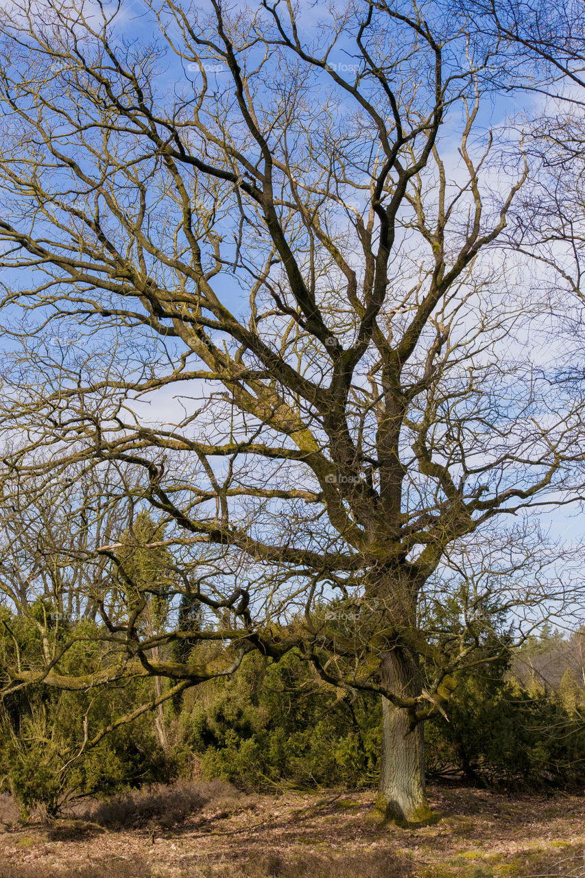 Beautiful tree in the fields