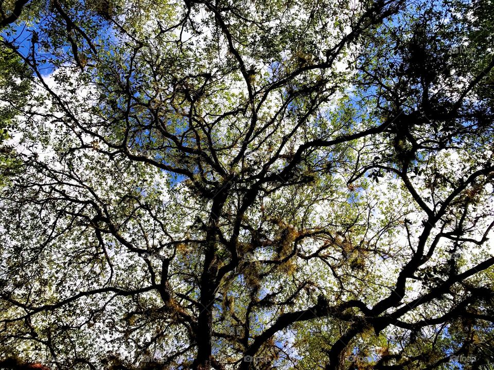 Ancient oaks against a cloudy blue sky