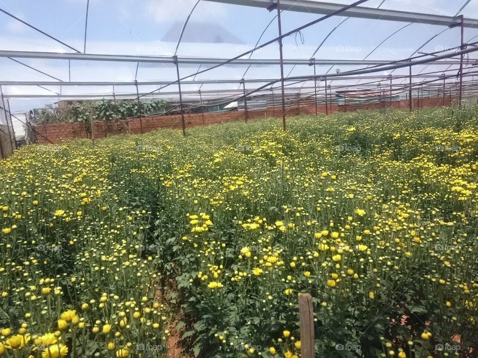 Flower, Flora, Nature, Field, Agriculture