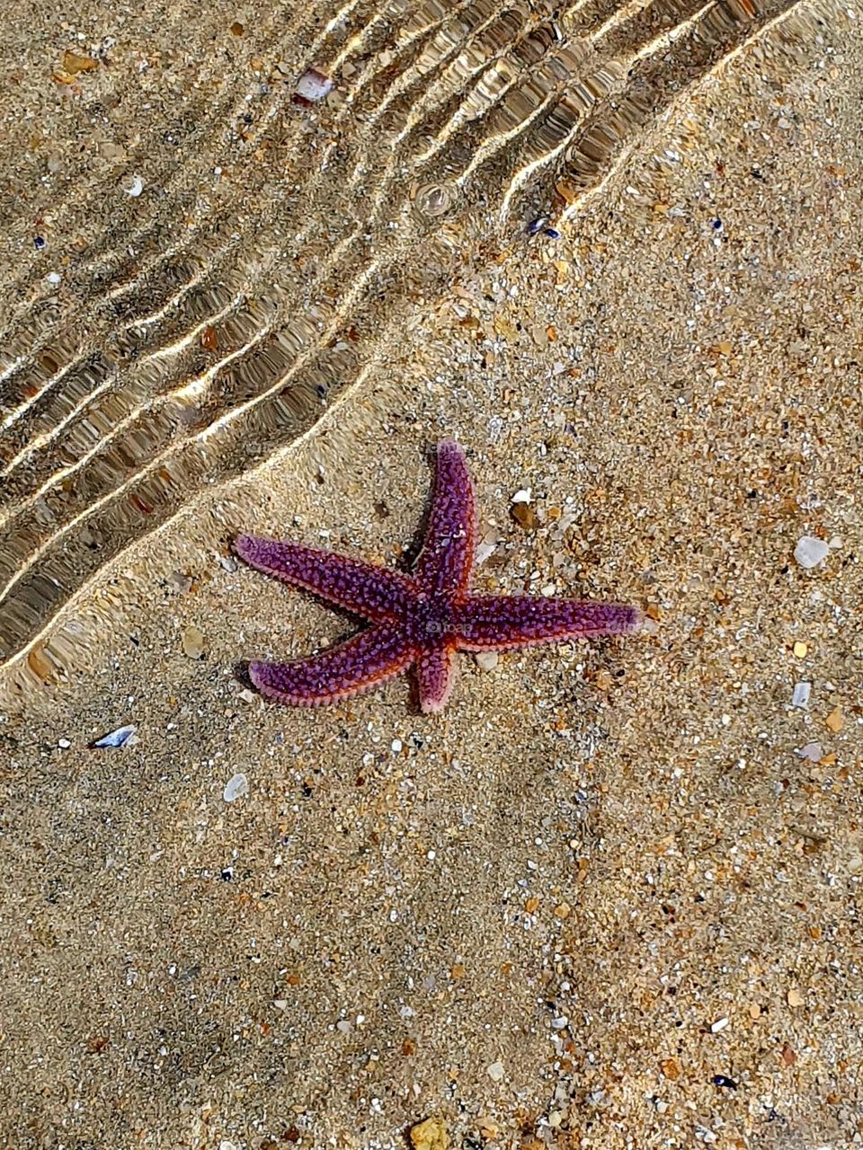 Starfish