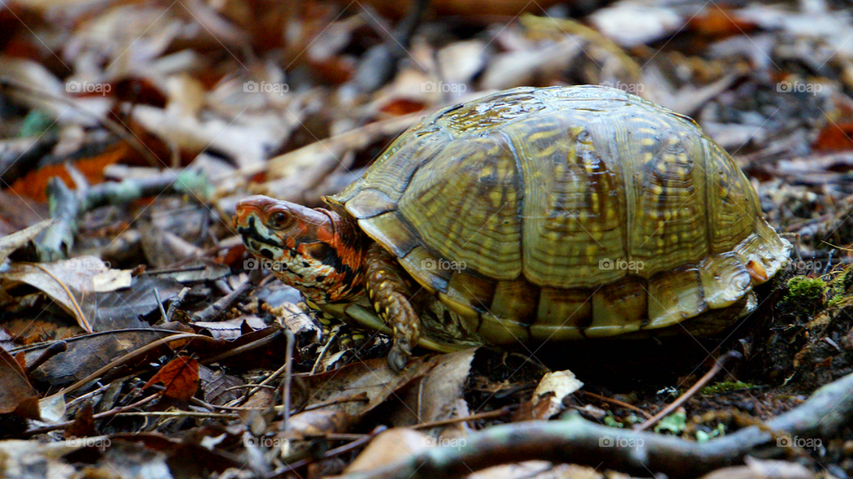 Close up view of turtle
