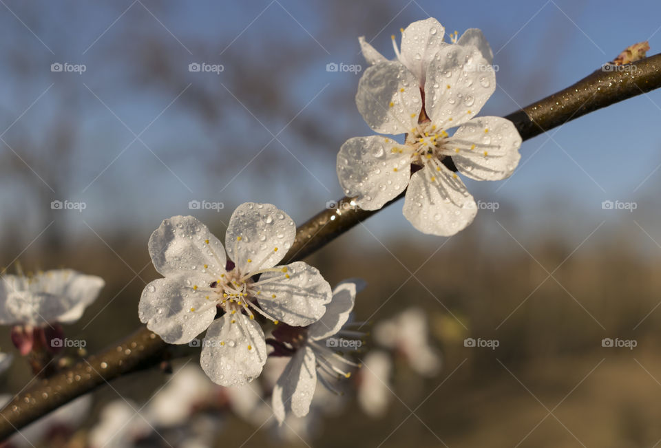 Apricot flowers close up on morning dew
