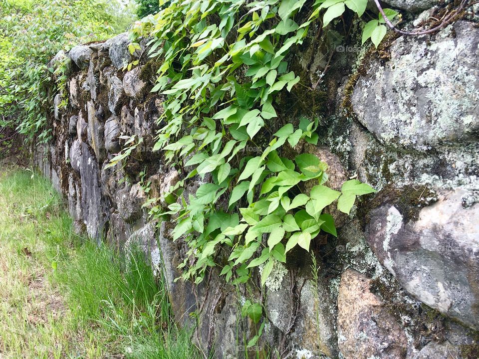 Inside Cemetery Wall Where Roots & Ivy StartsTo Grow Thick!