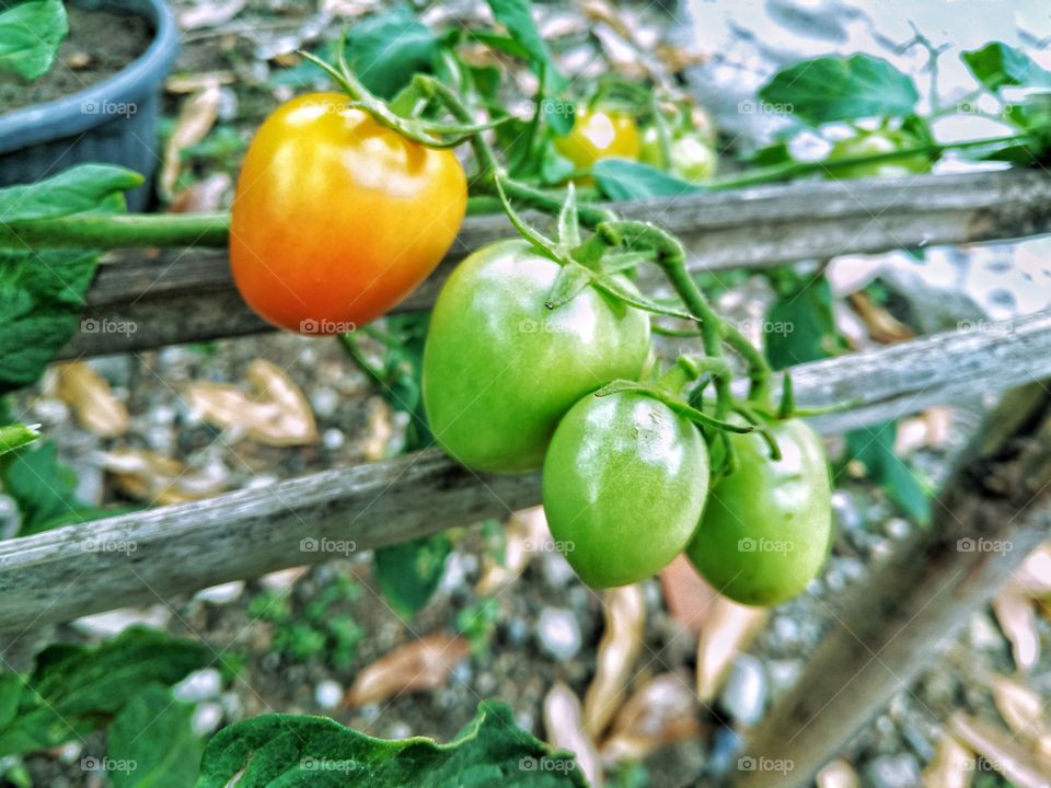 Pick some vegetable in my small garden to cooking, but i find the tomatos not ready yet to eat.