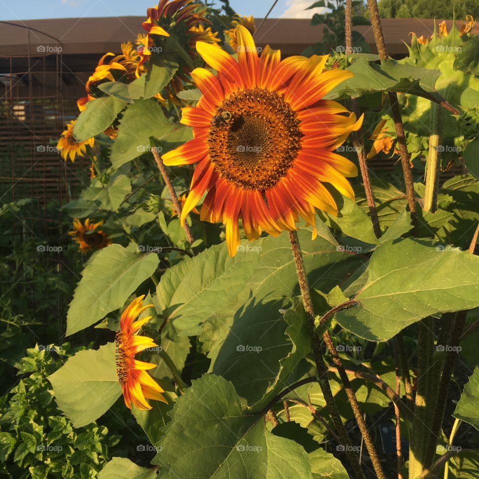 Sunflowers 