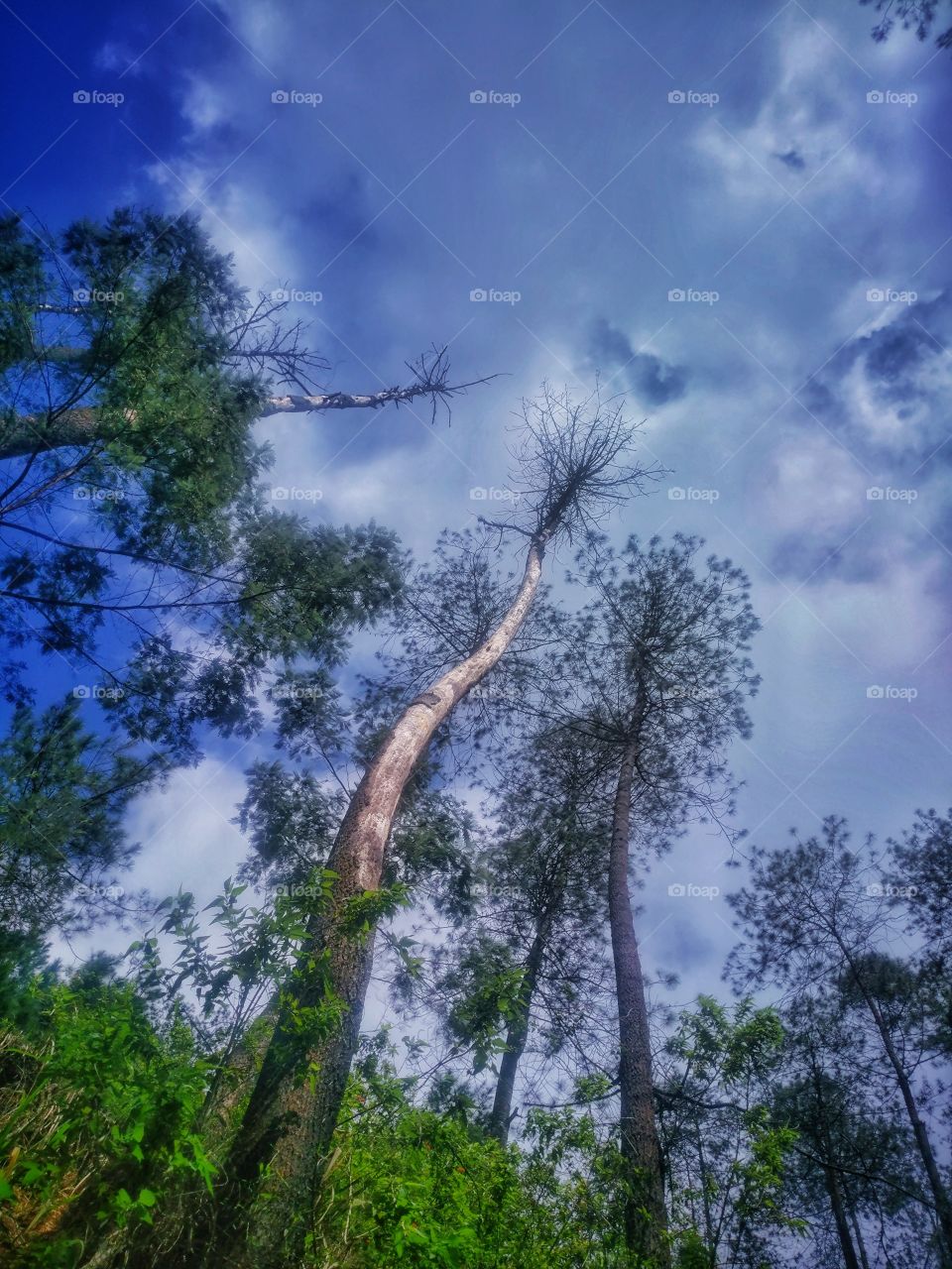 langit dan pohon pinus dipagi yang cerah