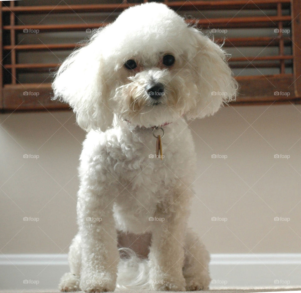 A bichon poodle puppy waits for its master.