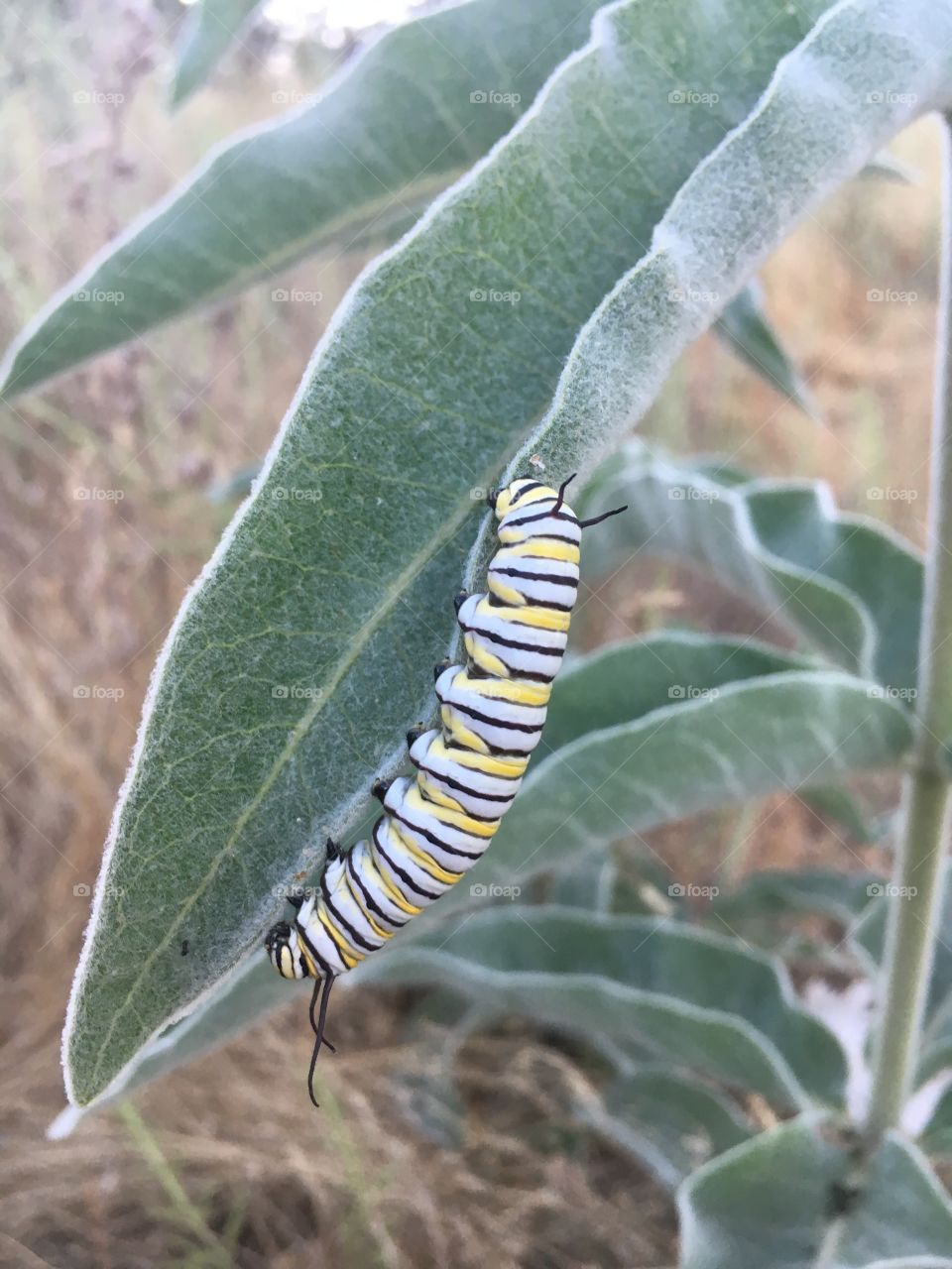 Caterpillar 🐛 watching its daily growth 