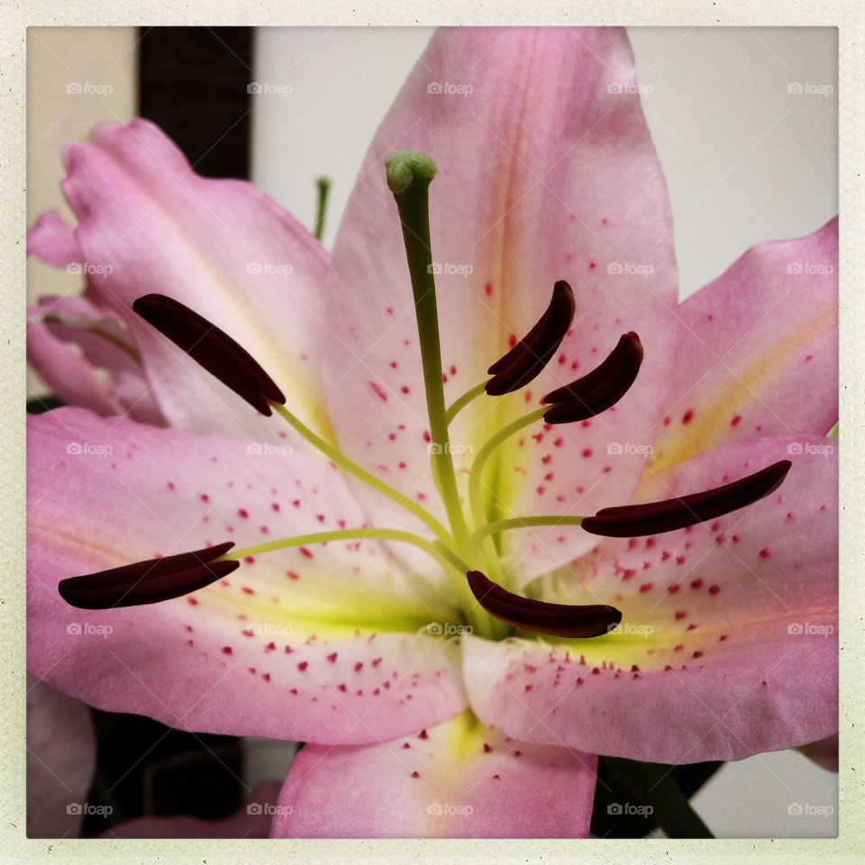 Pink Lilly Close Up . Pink Lilly Close Up 