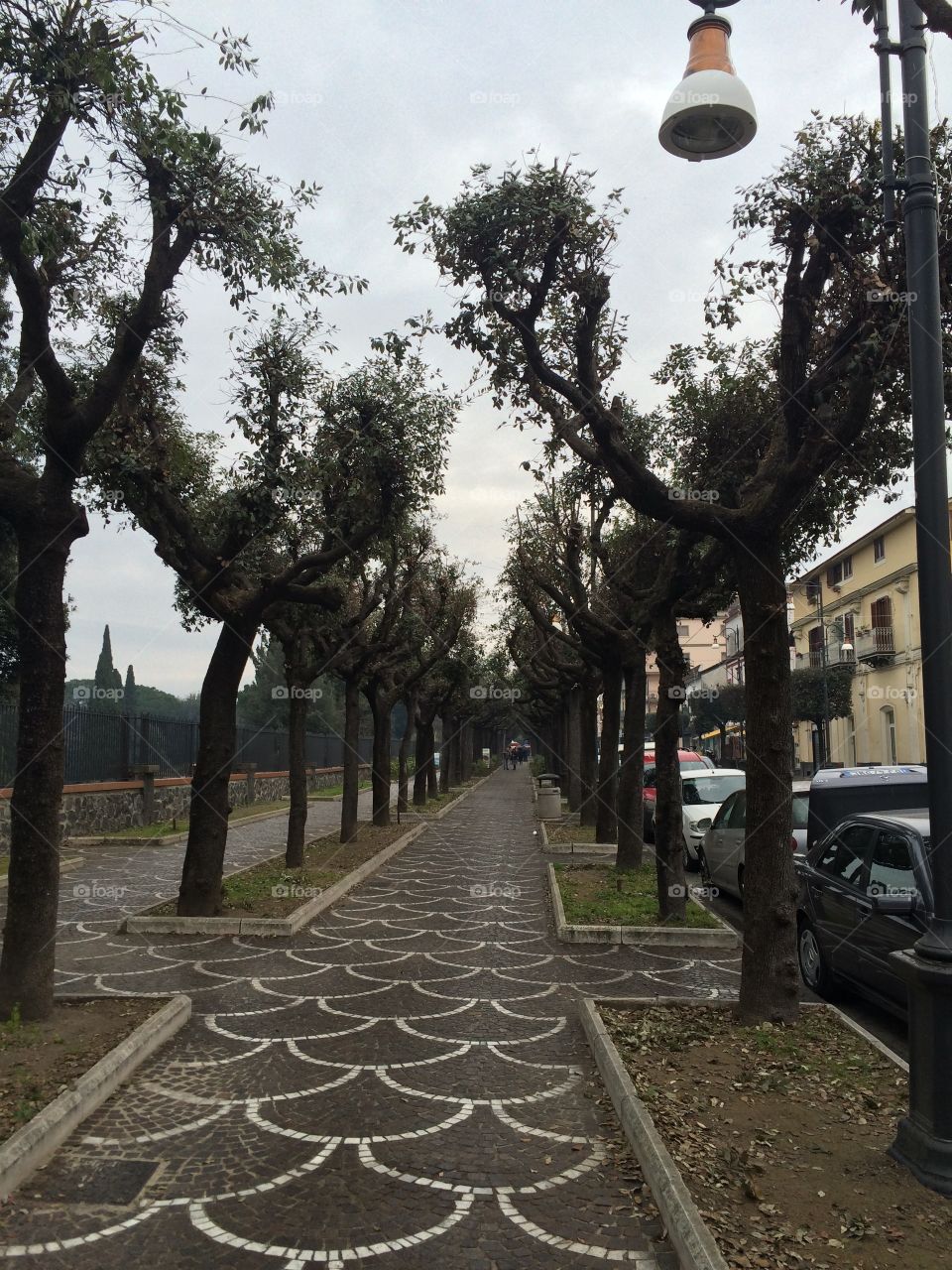 Pompeii trees