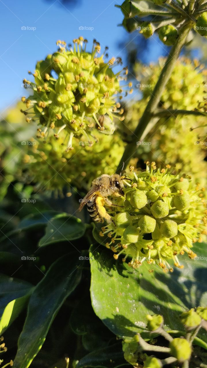 Bee gathering pollen