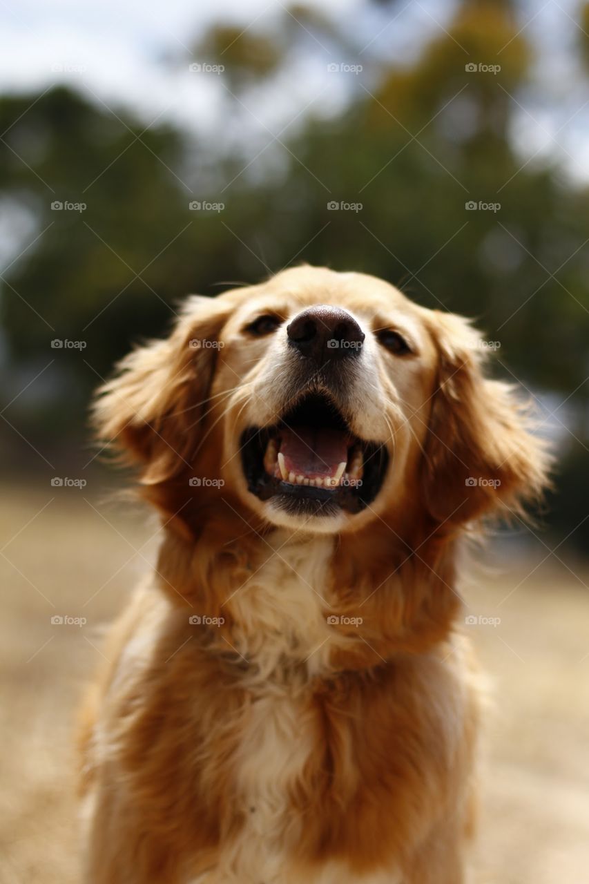 golden retriever