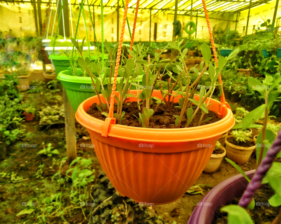 Hanging Garden..🥀🌹