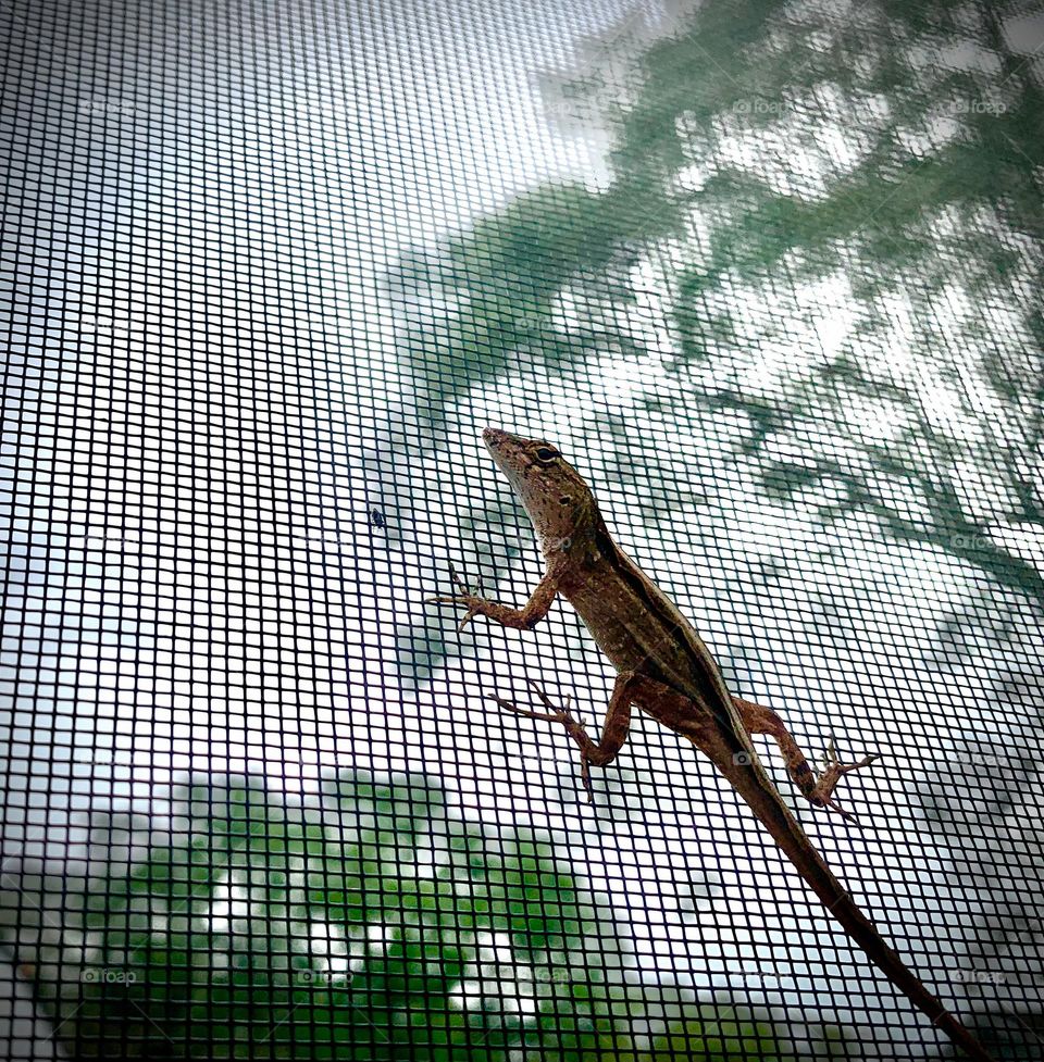 Florida Scrub Lizard Climbing And Walking Fast And Quickly But Still Observe Being Curious On the Screen Of The Pool Enclosure.