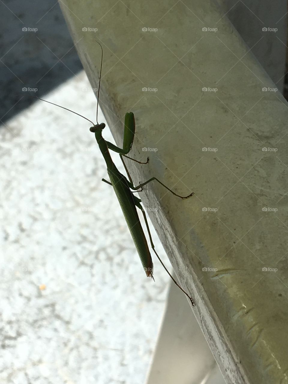 Profile of praying mantis 