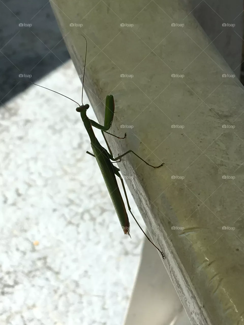 Profile of praying mantis 