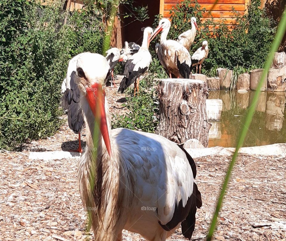 beautiful birds: white storks