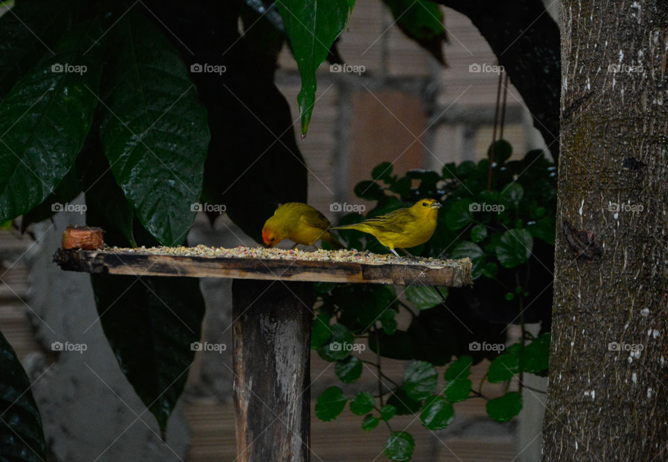 Birds couple feeding in handmade feeder.  Birds must be free!