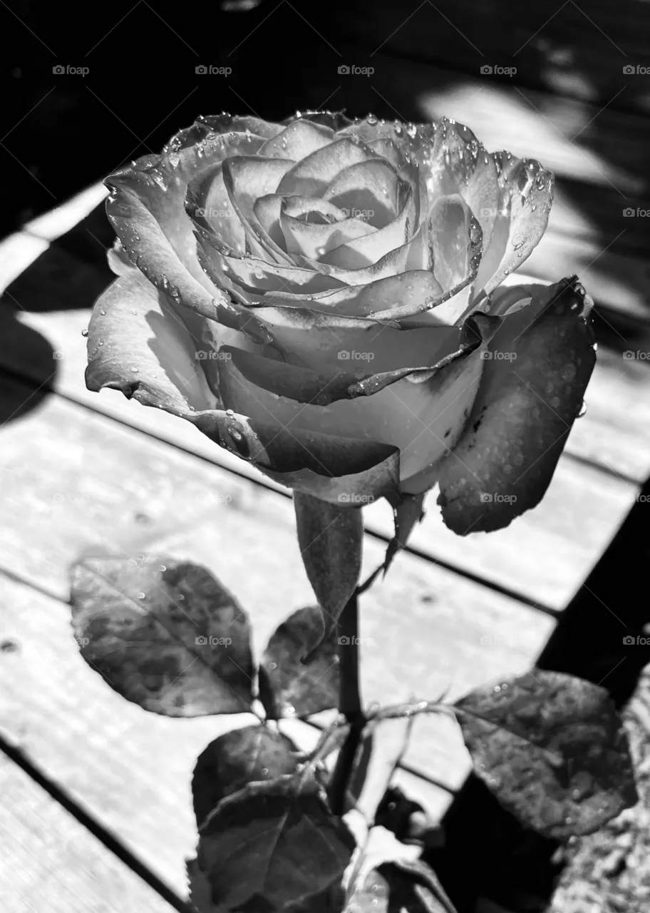The Rose