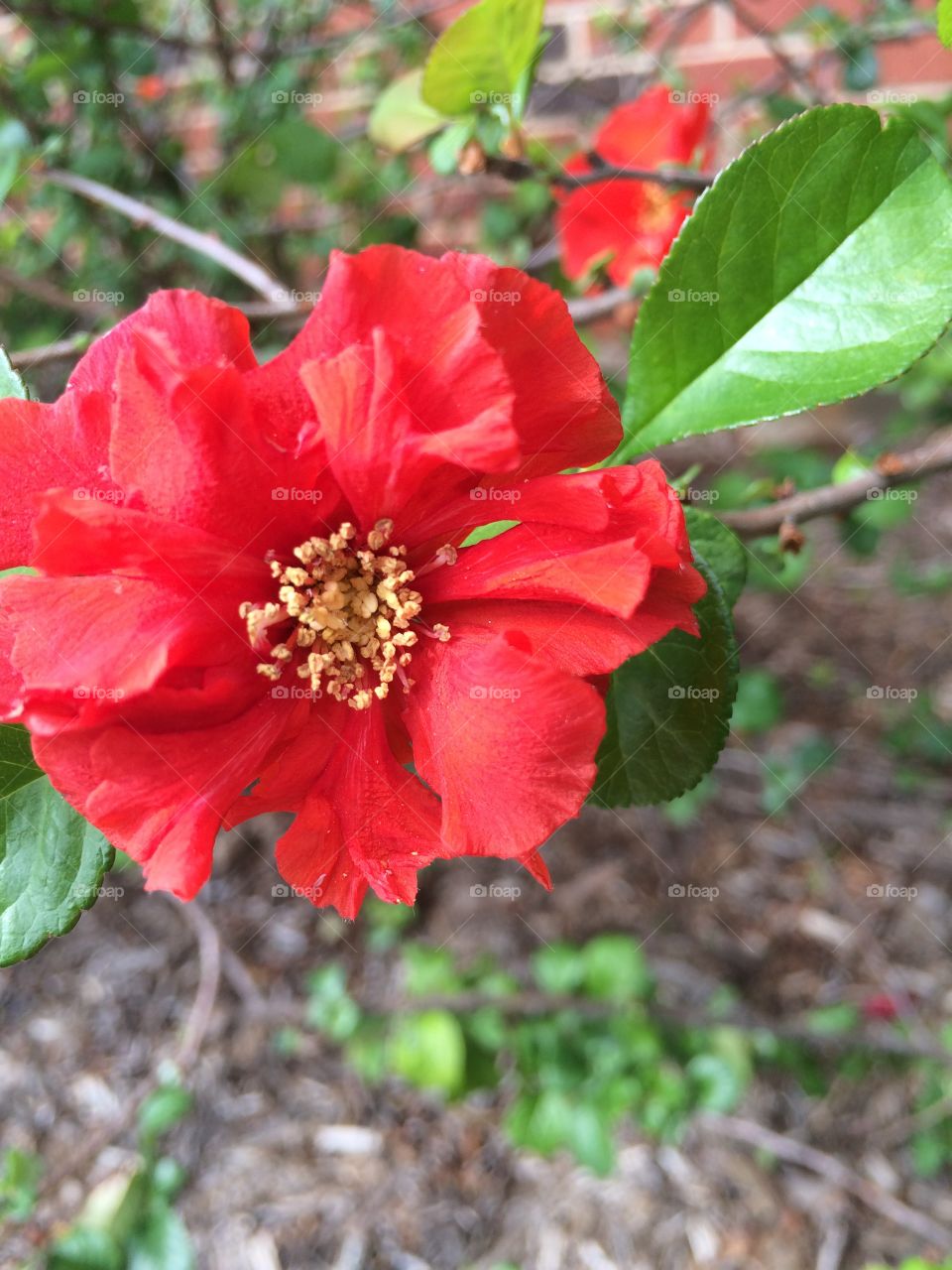 Red flower in bloom
