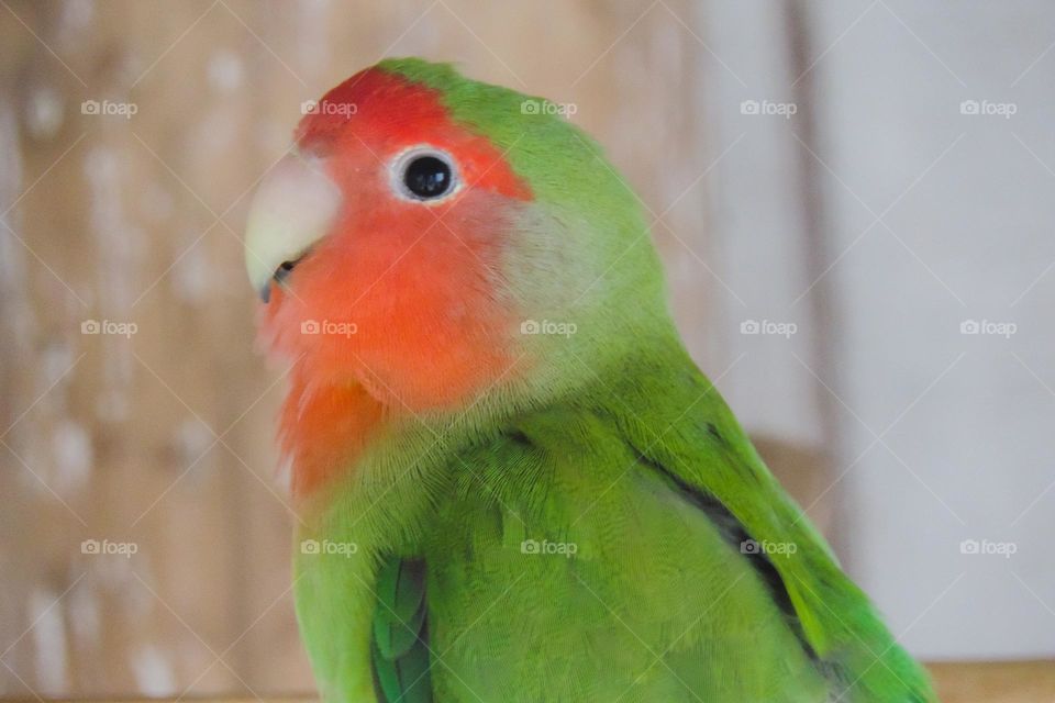 The portrait od agapornes. Sincere and real