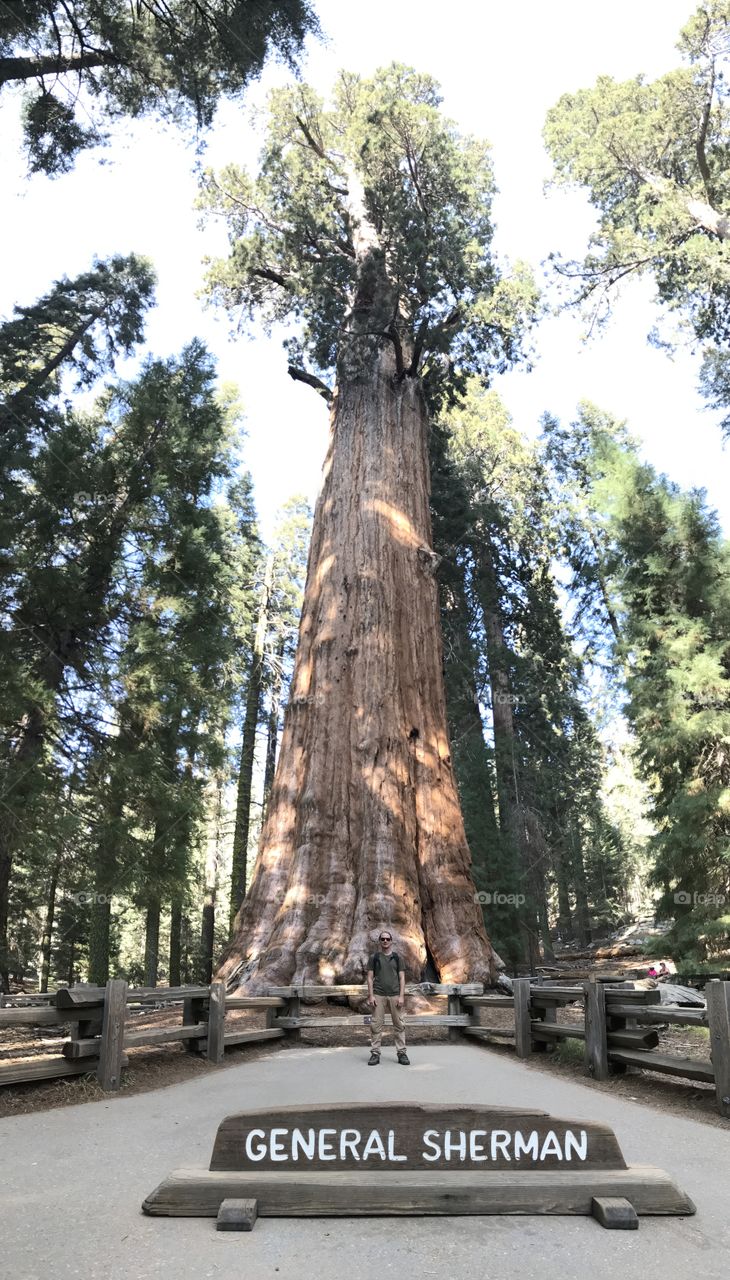 General Sherman, the biggest tree in he world, Sequoia National Park, California 