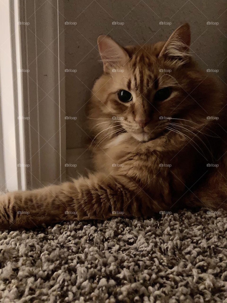 Orange cat laying on floor next to lighted room