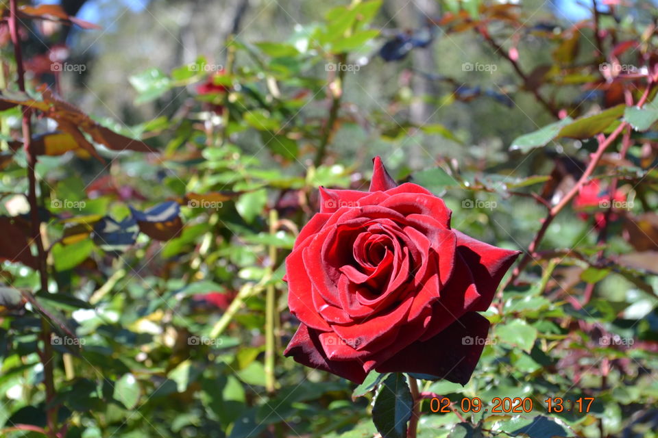 A single red rose bloom amongst many leaves and rosebuds 