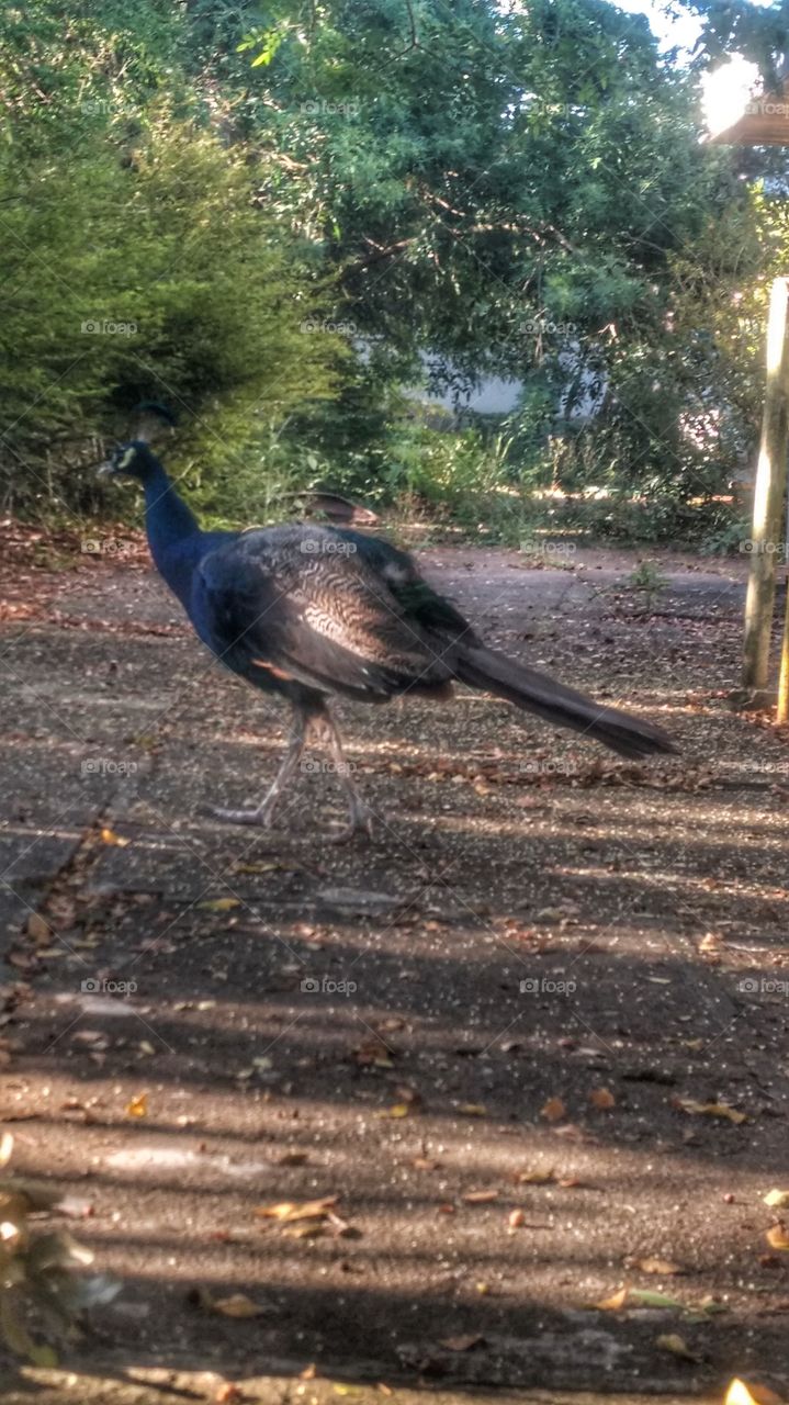 Pavão Peacock