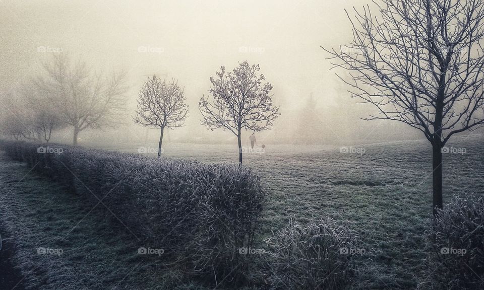 Winter landscape, trees in the fog, horror mist, great for background, wallpaper, Poland