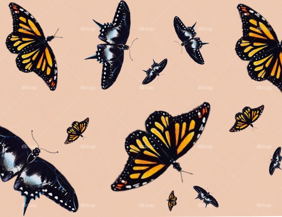 Butterflies drawn by Abby Donahue