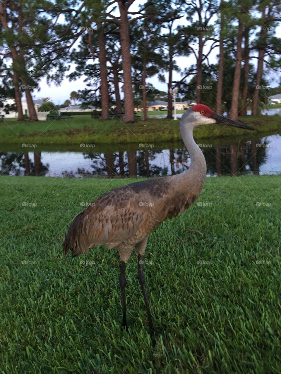 Sandhill Crane