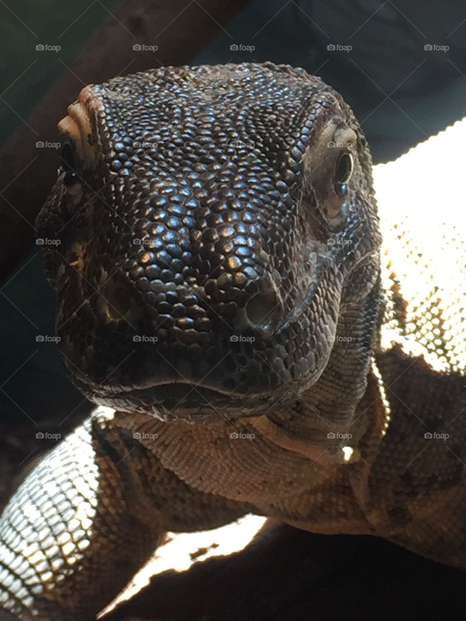 Komodo dragon. San Diego zoo