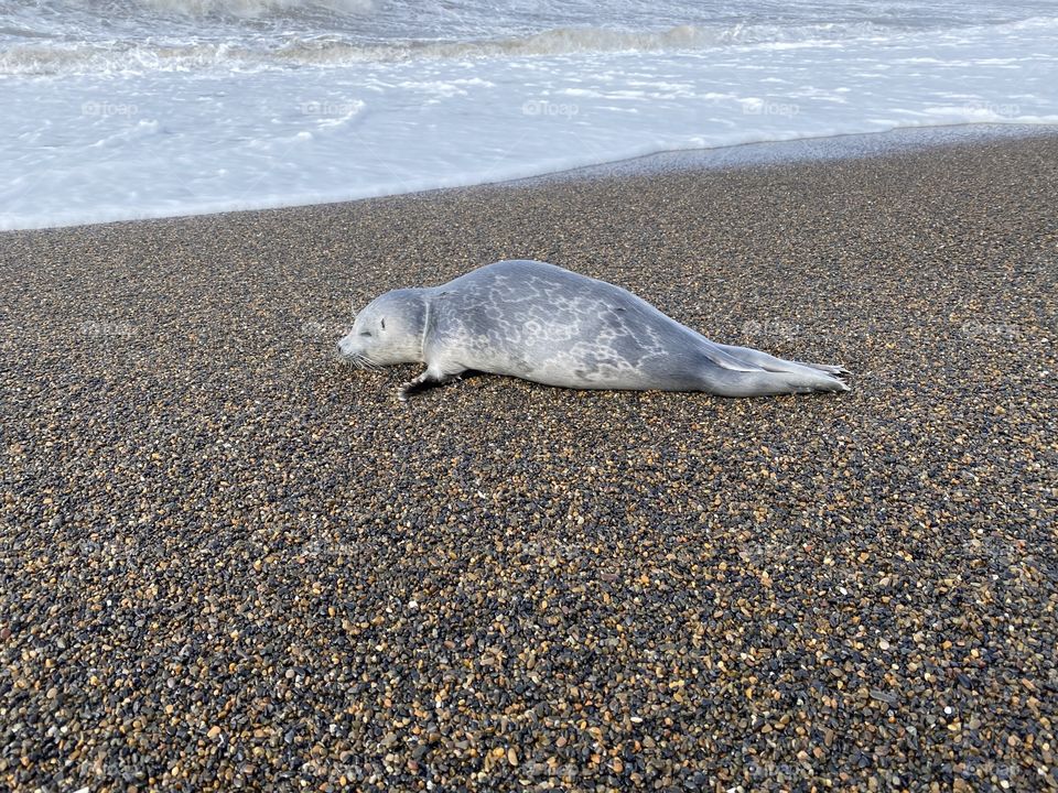 baby seal