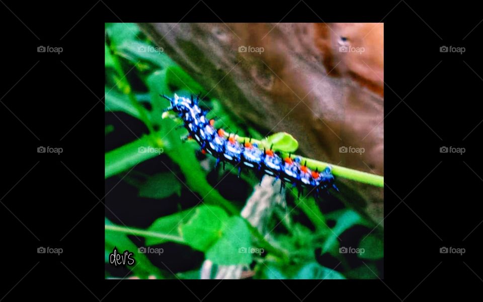 There is nothing in a caterpillar that tells you it's going to be a butterfly

---- Richard B.F