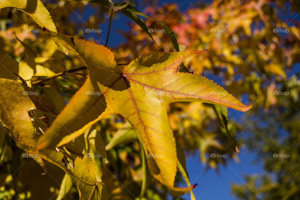 Yellow withered autumn leaves close-up