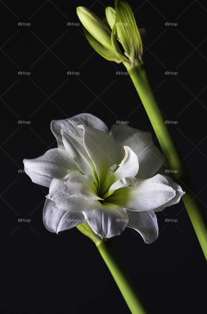 Amaryllis flower and buds against dark backdrop
