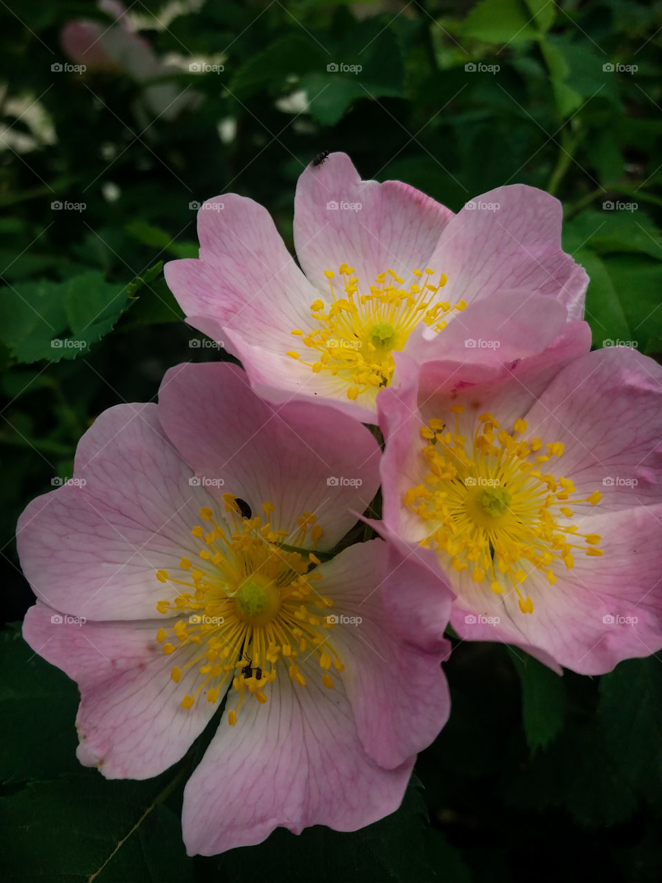 wild roses in the evening