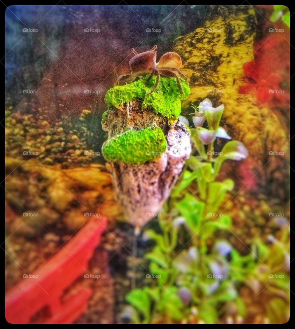 Mr crab on a floating rock