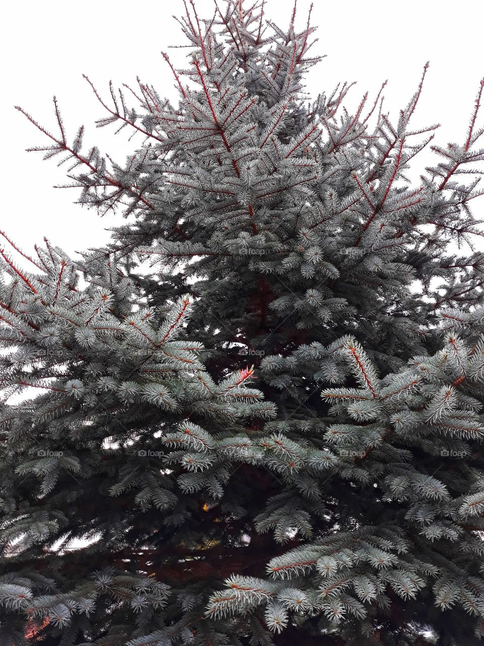 The great fir tree-portrait