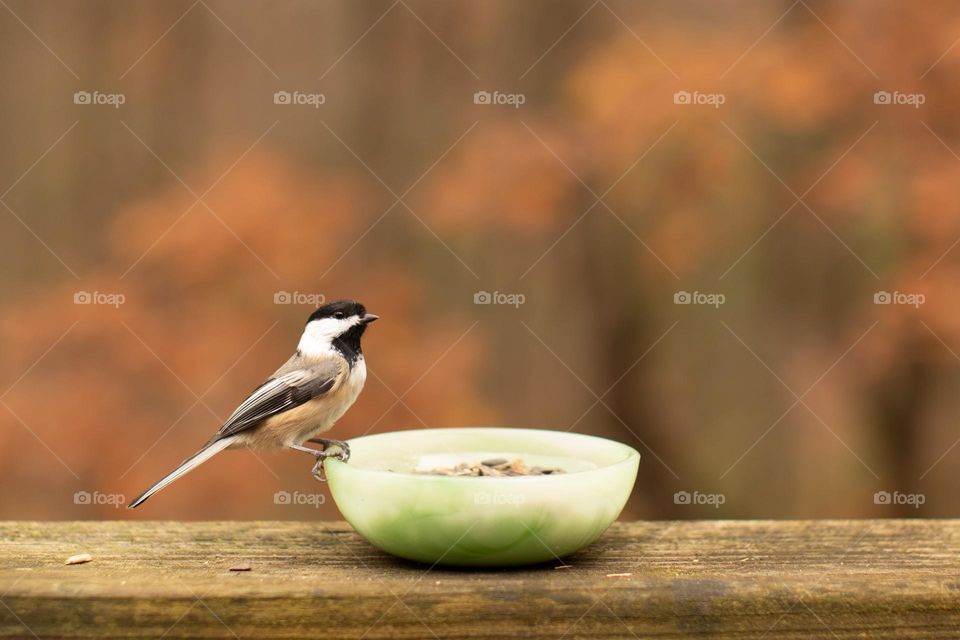 Black Capped Chickadee perched for a snack in an Autumn setting