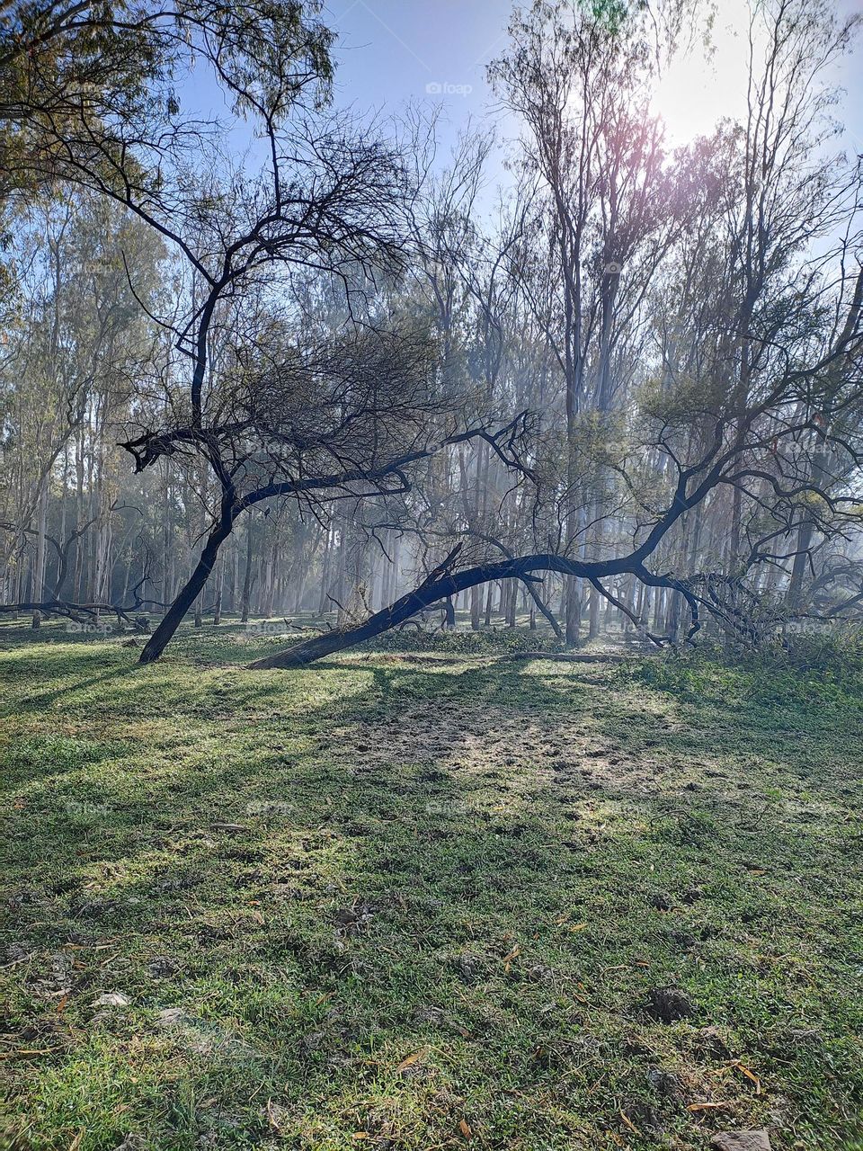 fallen tree in beautiful forest.
