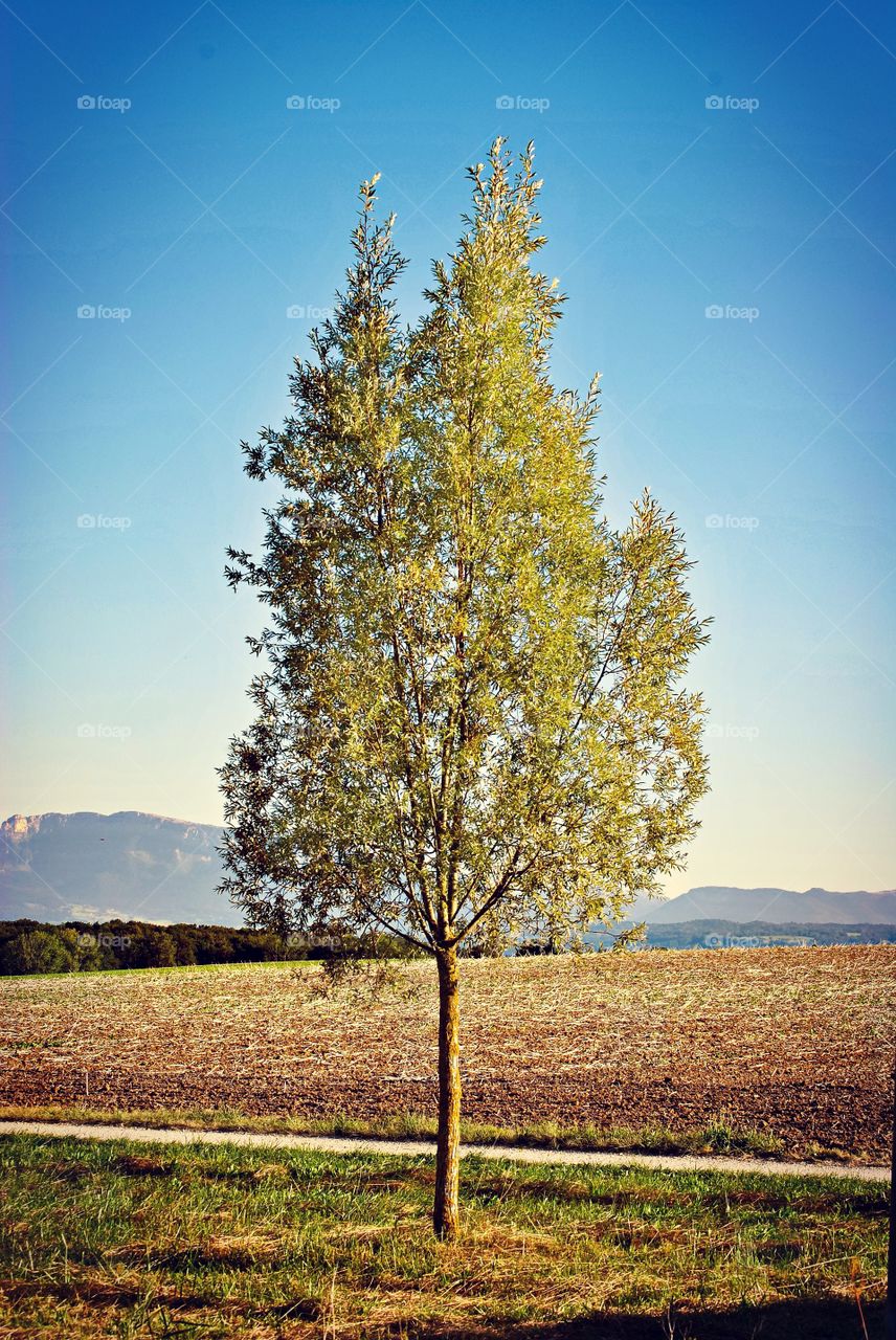 Exploring Switzerland