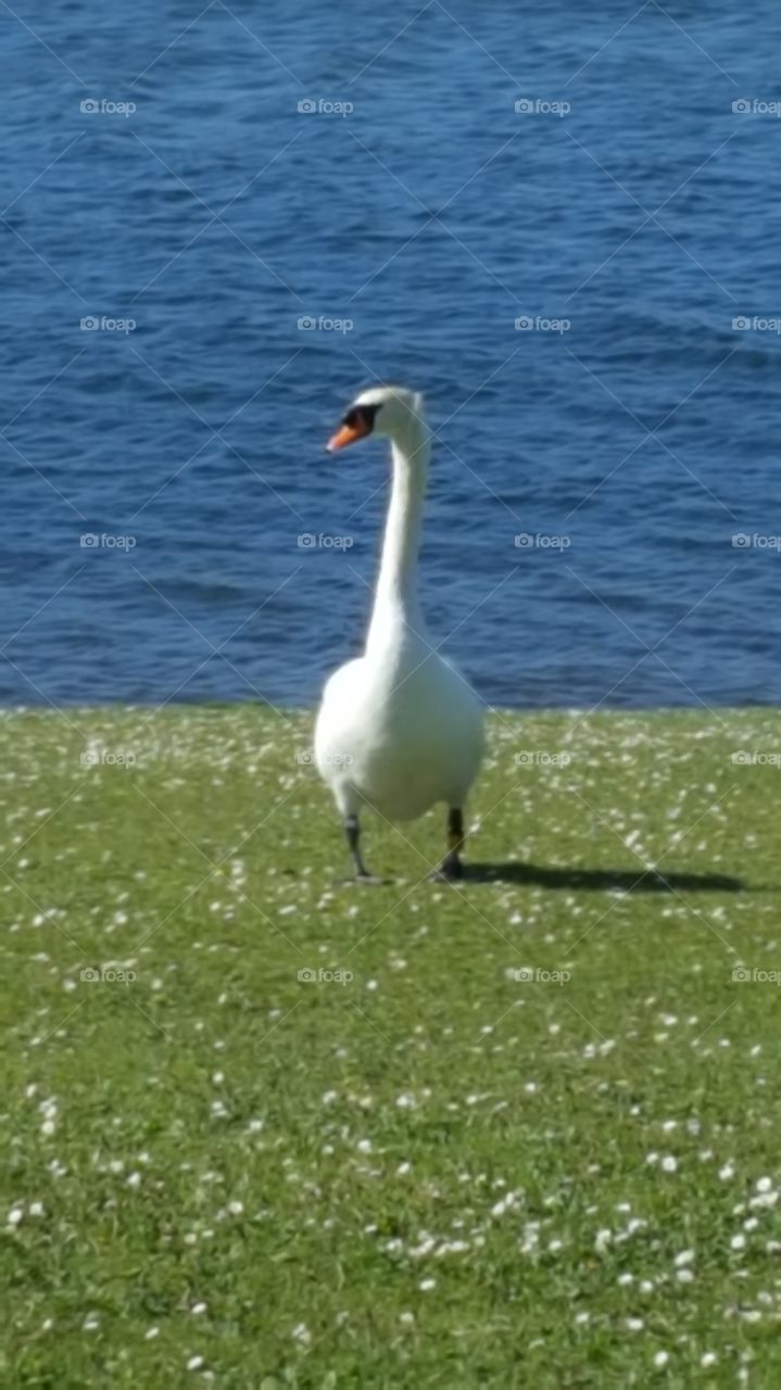 swan