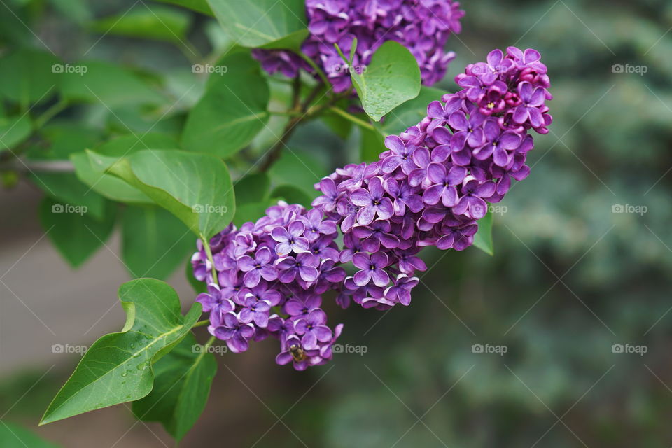 blossoming branch of lilac 