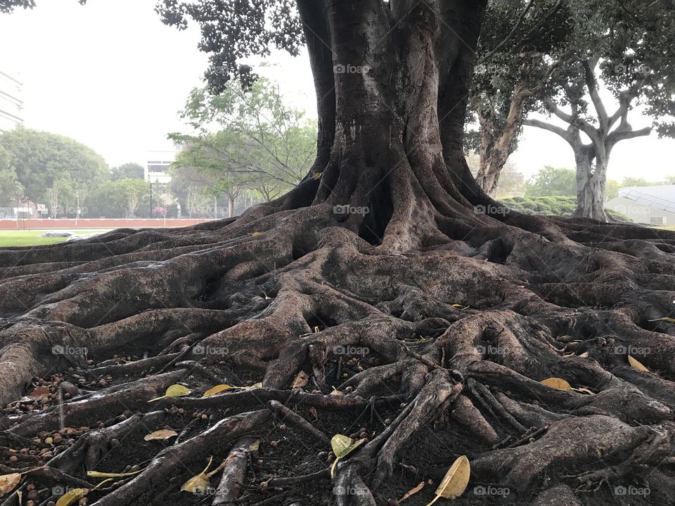 Rubber tree root system