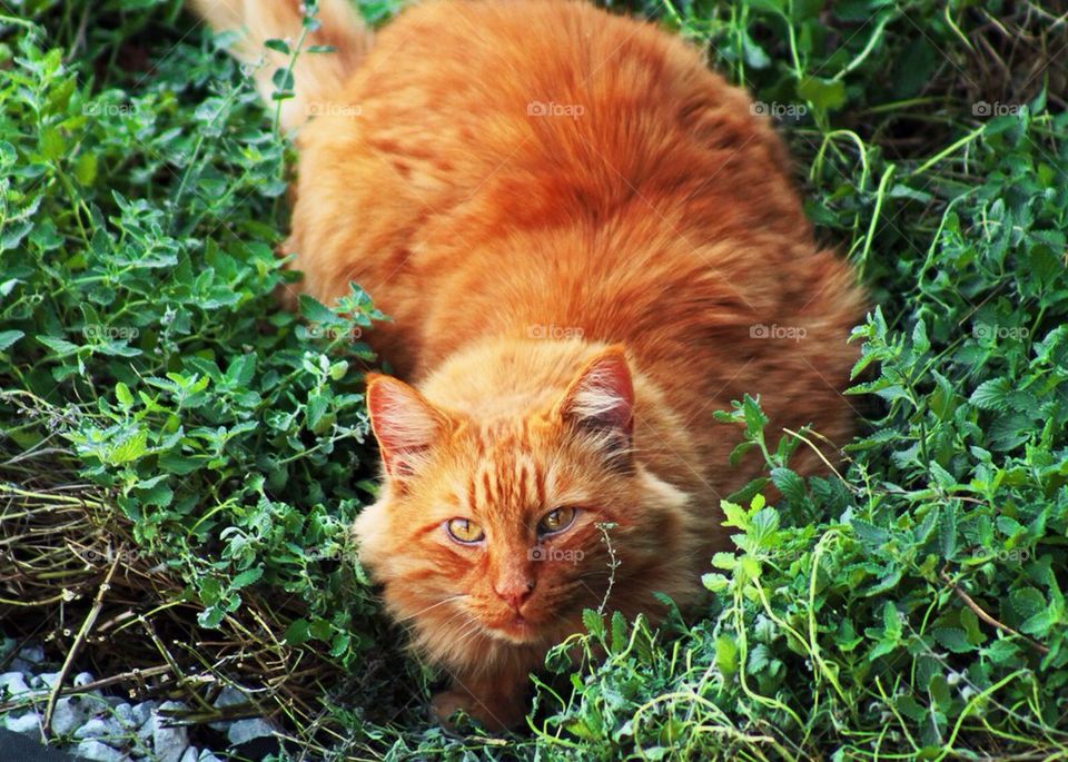 Orange Cat