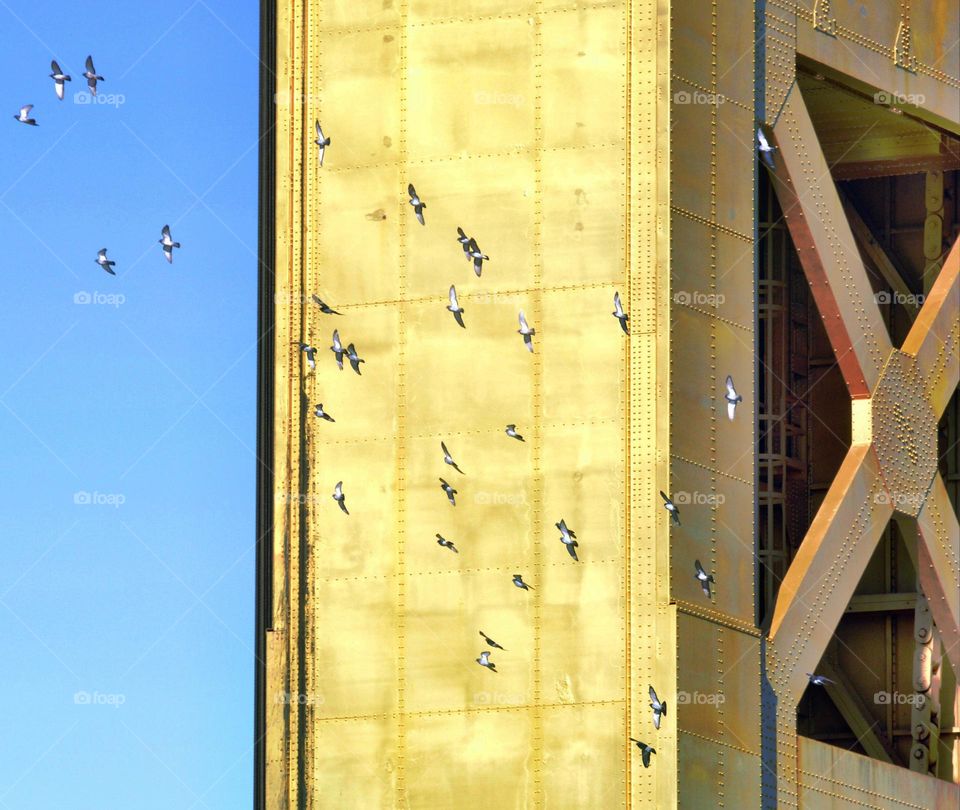 a flock of birds flying next to a gold Bridge in the city of Sacramento California