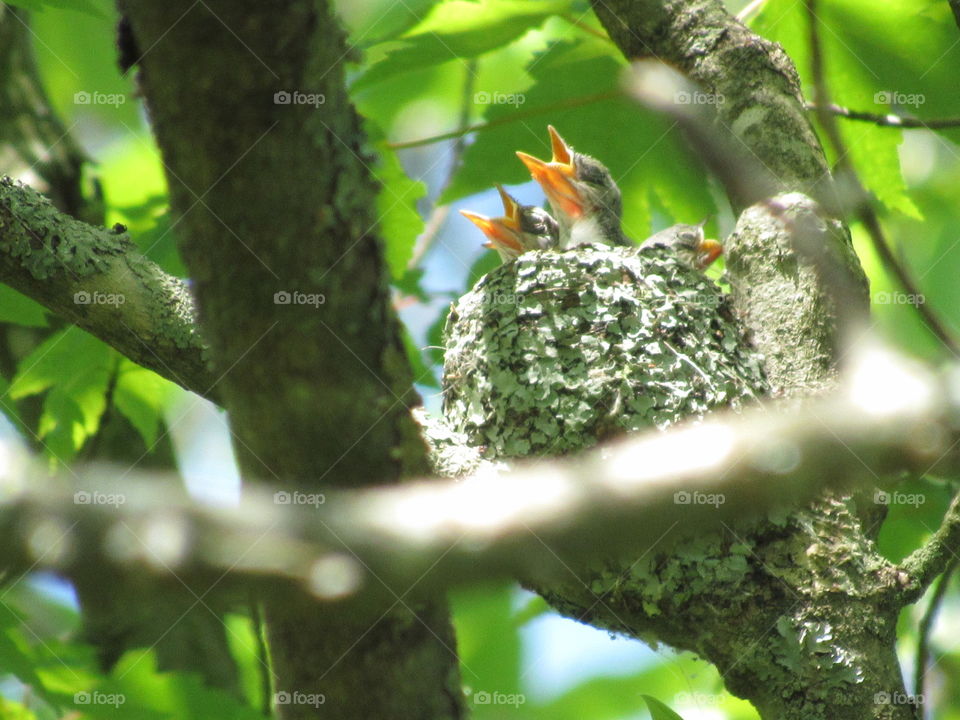 Tree, Nature, Bird, Wildlife, Leaf