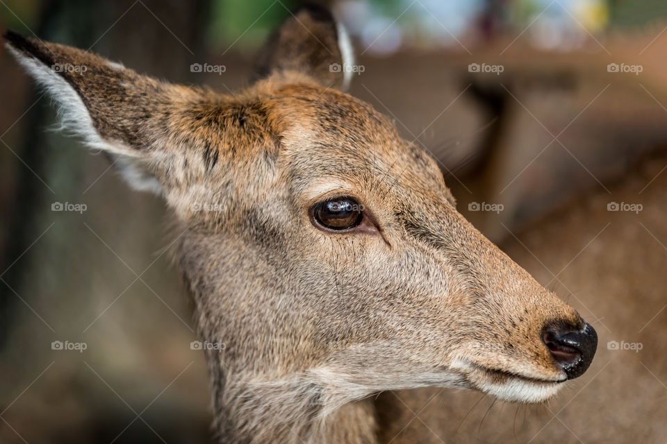 Japanese Sika deer up close. Image acquired with a shallow depth of field, focusing on the eye. The deers roam freely at a park leading to famous Todaiji Temple, Nara, Japan.